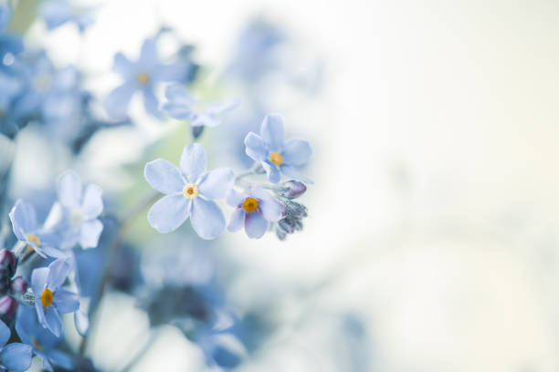 sfondo fiori pansy - small bouquet foto e immagini stock