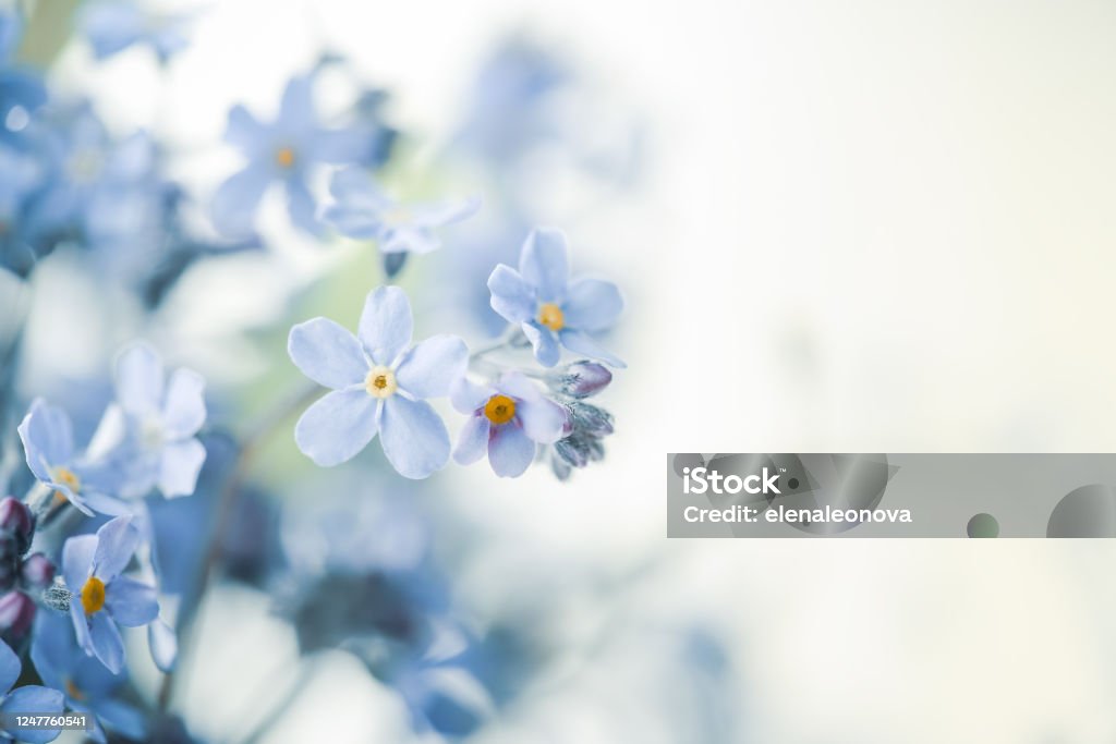 pansy flowers background Flower Stock Photo