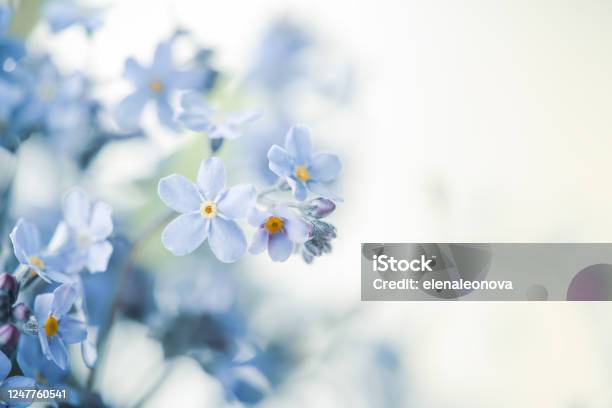 Pansy Flowers Background Stock Photo - Download Image Now - Flower, Blue, Springtime