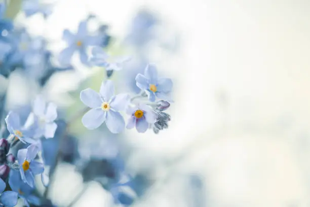 pansy flowers background