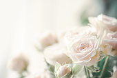 rose flower background