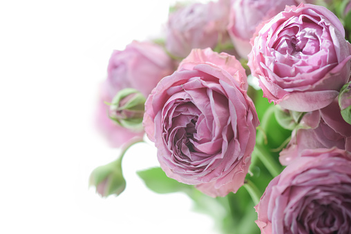 Pastel pink roses with copy space