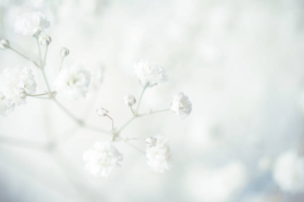 istock gypsophila flower background 1247761918