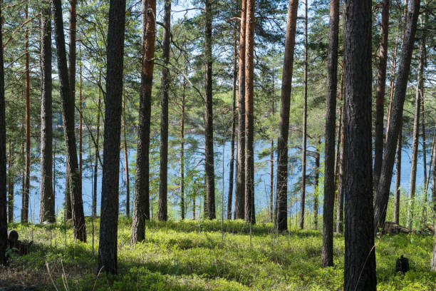 sunny day in the evergreen forest