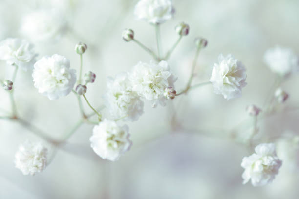 istock gypsophila flower background 1247762482