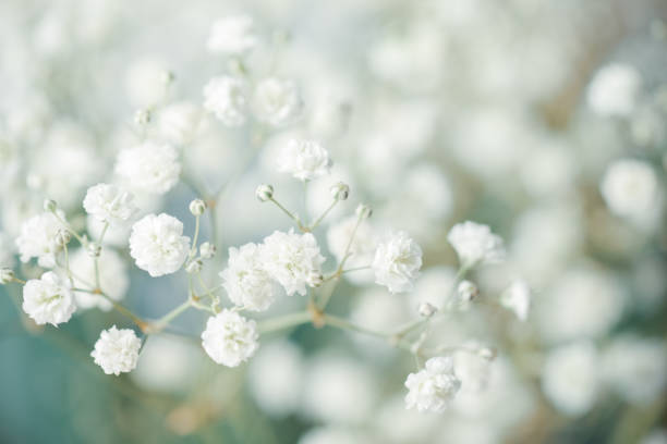 istock gypsophila flower background 1247762497