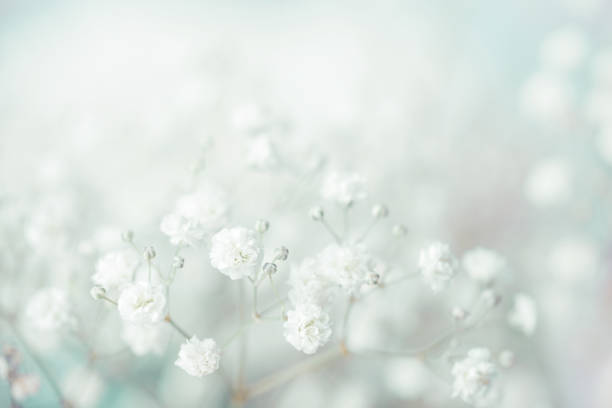 istock gypsophila flower background 1247762524