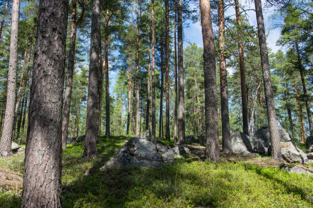 sunny day in the evergreen forest
