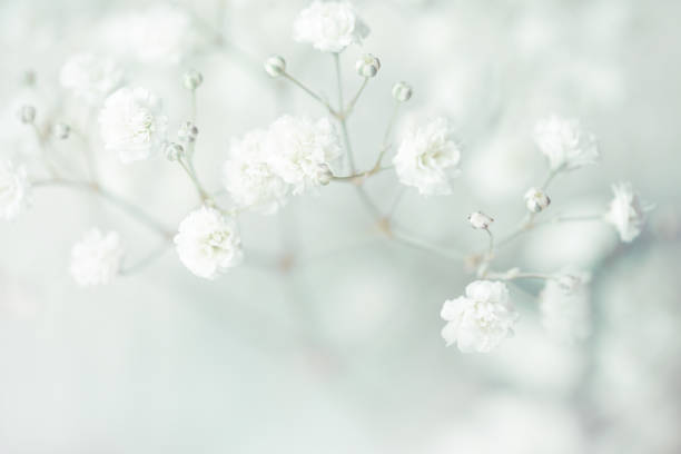 istock gypsophila flower background 1247762567