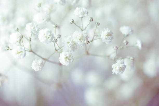 istock gypsophila flower background 1247762571