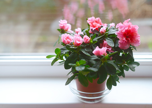 Azalea flowers in flower pots