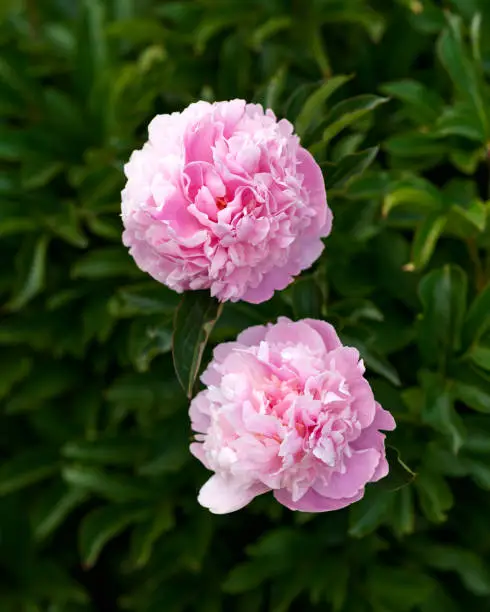 Photo of Paeonia lactiflora Sarah Bernhardt Peony flowers in spring garden