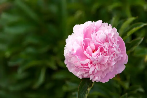 Photo of Paeonia lactiflora Sarah Bernhardt Peony flowers in spring garden