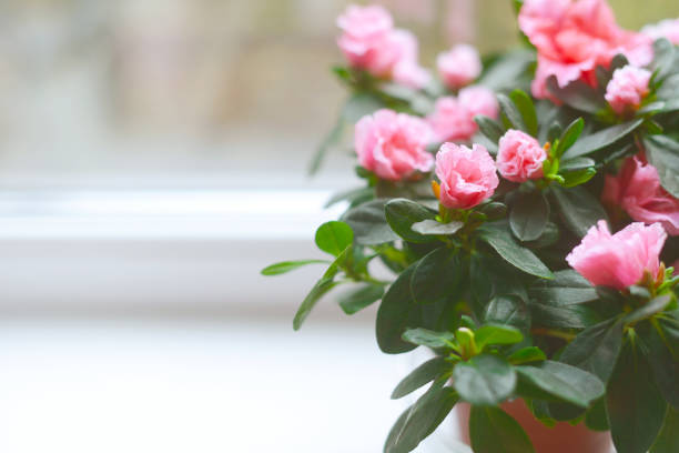 Azalea flowers in flower pots