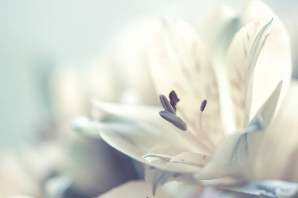 beautiful white lily on white  background