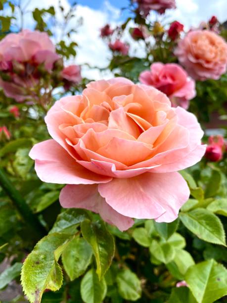 istock Rose in the garden 1247764848