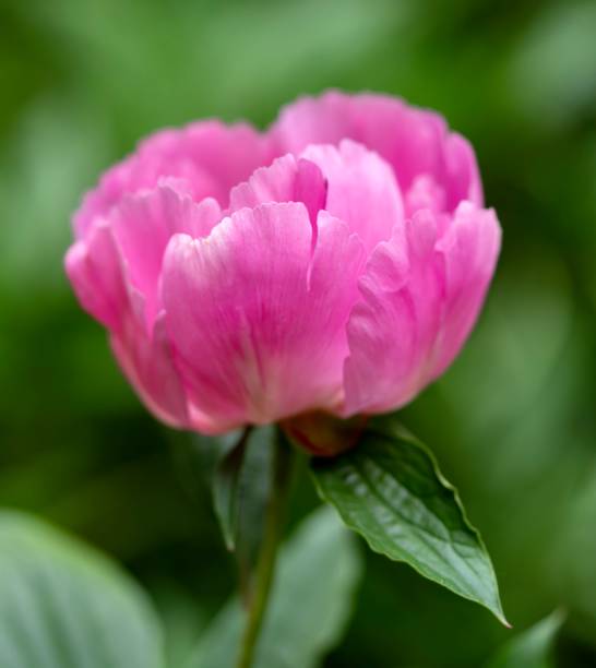 istock Pink Peony flower 1247768719