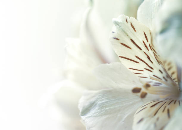istock beautiful alstroemeria flower macro, flower background 1247768900