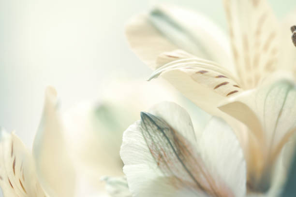 美しいアルストロメリア花マクロ、花の背景 - flower macro plant nature ストックフォトと画像