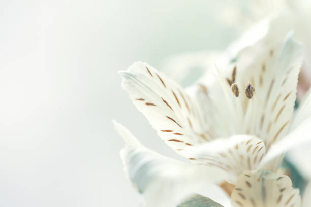 istock beautiful alstroemeria flower macro, flower background 1247771099
