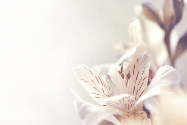 beautiful alstroemeria flower macro background