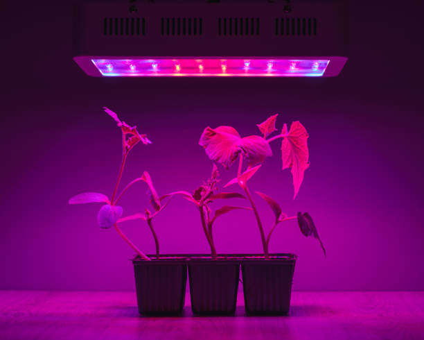 istock cucumber sprouts under led light grow lamp 1247773441