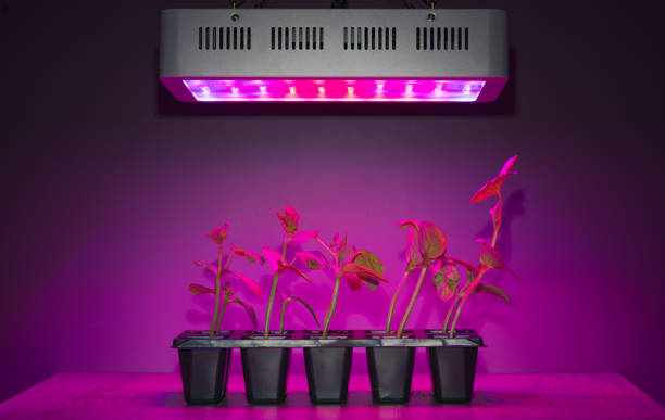 istock cucumber sprouts under led light grow lamp 1247773450