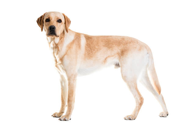 istock Full length of Labrador retriever looking away 1247773571