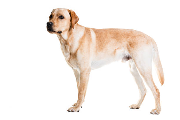 istock Full length of Labrador retriever looking away 1247773590