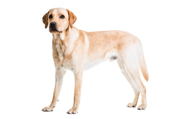 istock Full length of Labrador retriever looking away 1247773610