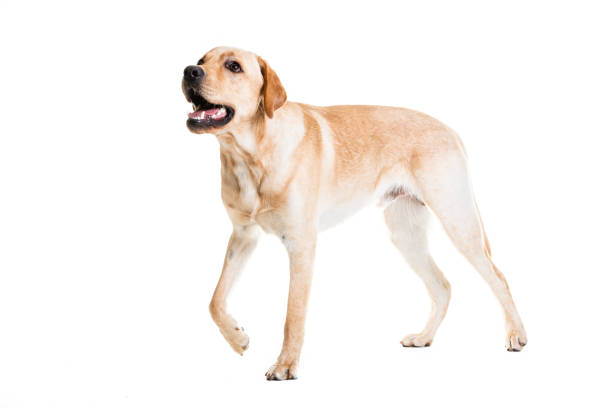 istock Full length of Labrador retriever looking away 1247773618