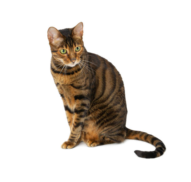 istock Adult cat breed Toyger isolated on white 1247773702