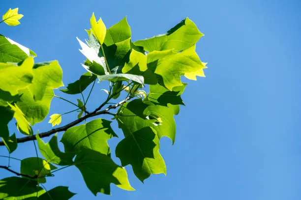 Young bright green leaves of Tulip tree (Liriodendron tulipifera), called Tuliptree, American or Tulip Poplar on blue sky background. Selective focus. There is place for text