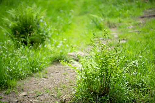 Fresh green ferns and other lush green leaves and grass (meadow or pasture) along a hiking trail in an old growth forest near City of Bergen in Norway on a morning in late spring or early summer. Shallow depth of field. The background is blurred.