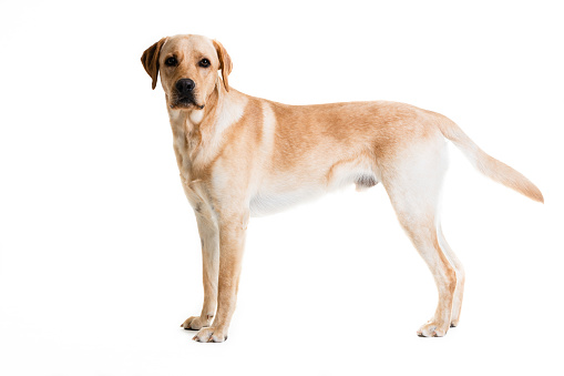 Labrador retriever against white background. Full length of canine pet. Purebred dog is looking away.