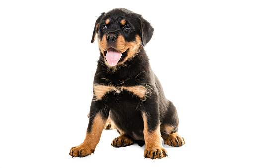 Portrait of cute rottweiler puppy. Full length of purebred dog. Pet is against white background