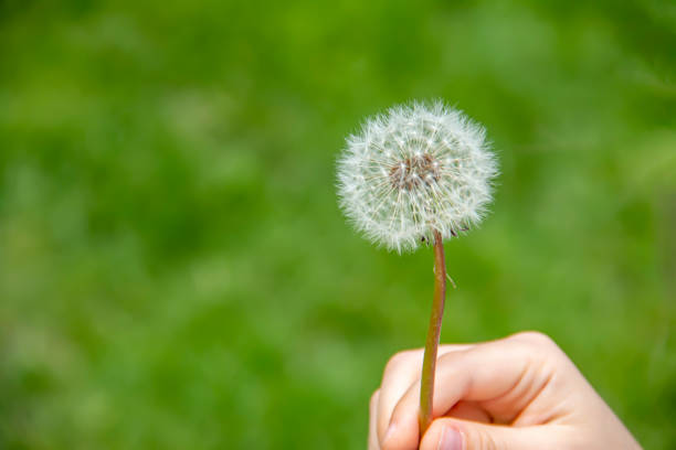a picture of a Closeup of a hand holding a dandelion