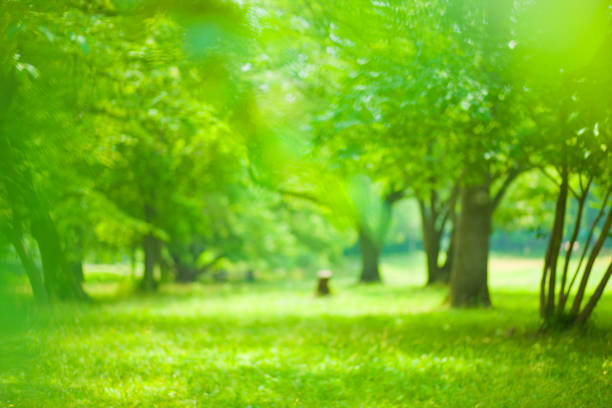 istock green nature blur bokeh background 1247787206