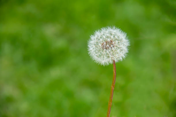 a picture of a Closeup of a hand holding a dandelion
