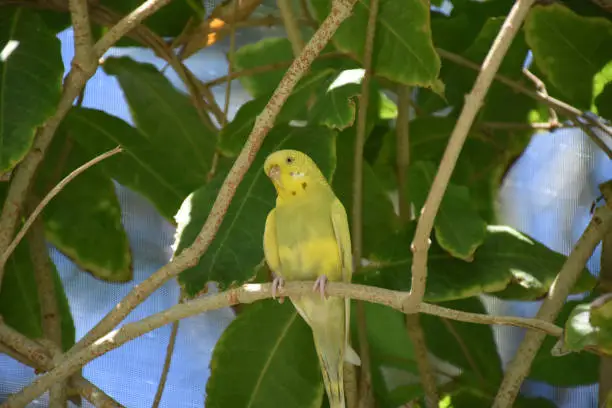 Very pretty yellow budgie sitting perched on a tree branch.