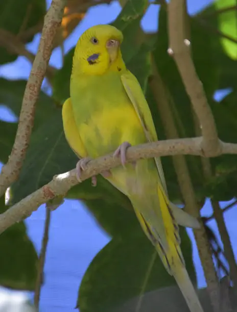 Amazing pretty yellow common parakeet on a perch.