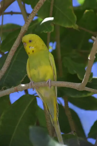 Pretty yellow parakeet with green on his chest.