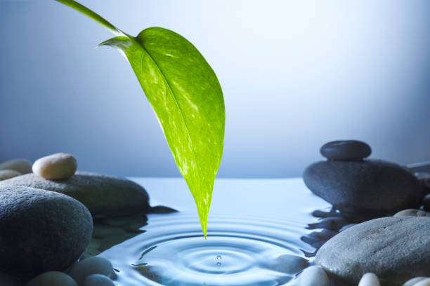 Green leaf with water droplet over a pond with ripples