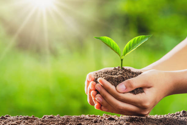 istock hand holding small tree for planting in gardren. concept eco environment 1247794763