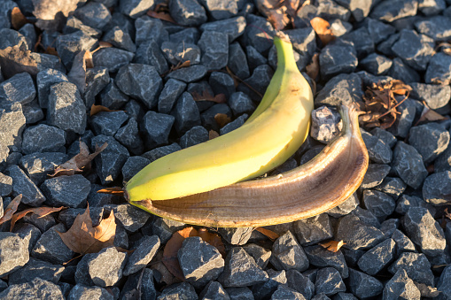 Discarded banana peel on the ground