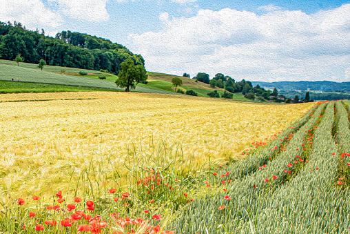 Wheat spikes and beautiful blossoming poppies in Summer in Switzerland.