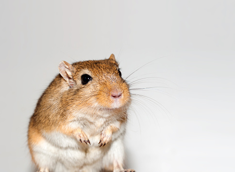 smiling gerbil looks curious - exempted on gray