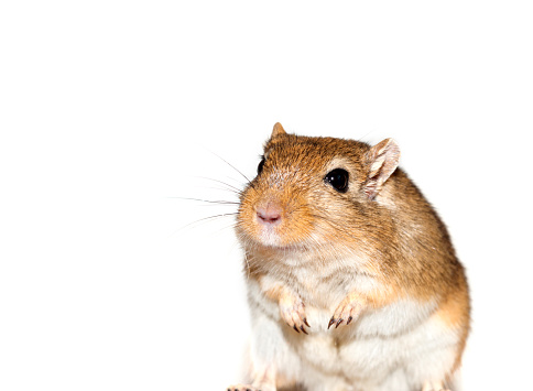 smiling gerbil looks curious - exempted on white