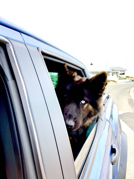 istock German Shepherd Road Trip, head out the Window 1247798378