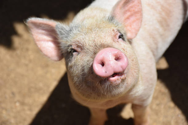 Cute Little Pink Piglet Adorable pink pig looking up with his mouth partially open. pig stock pictures, royalty-free photos & images
